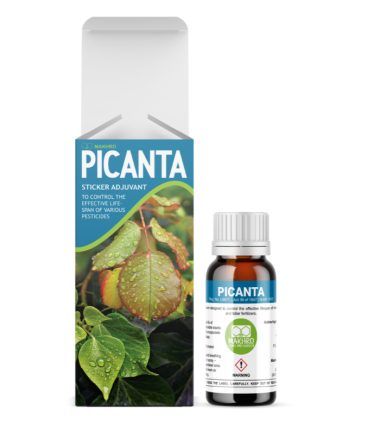 Picanta