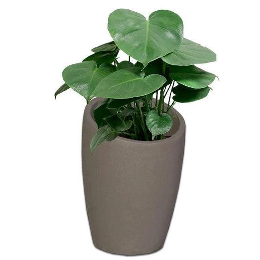 Estantia